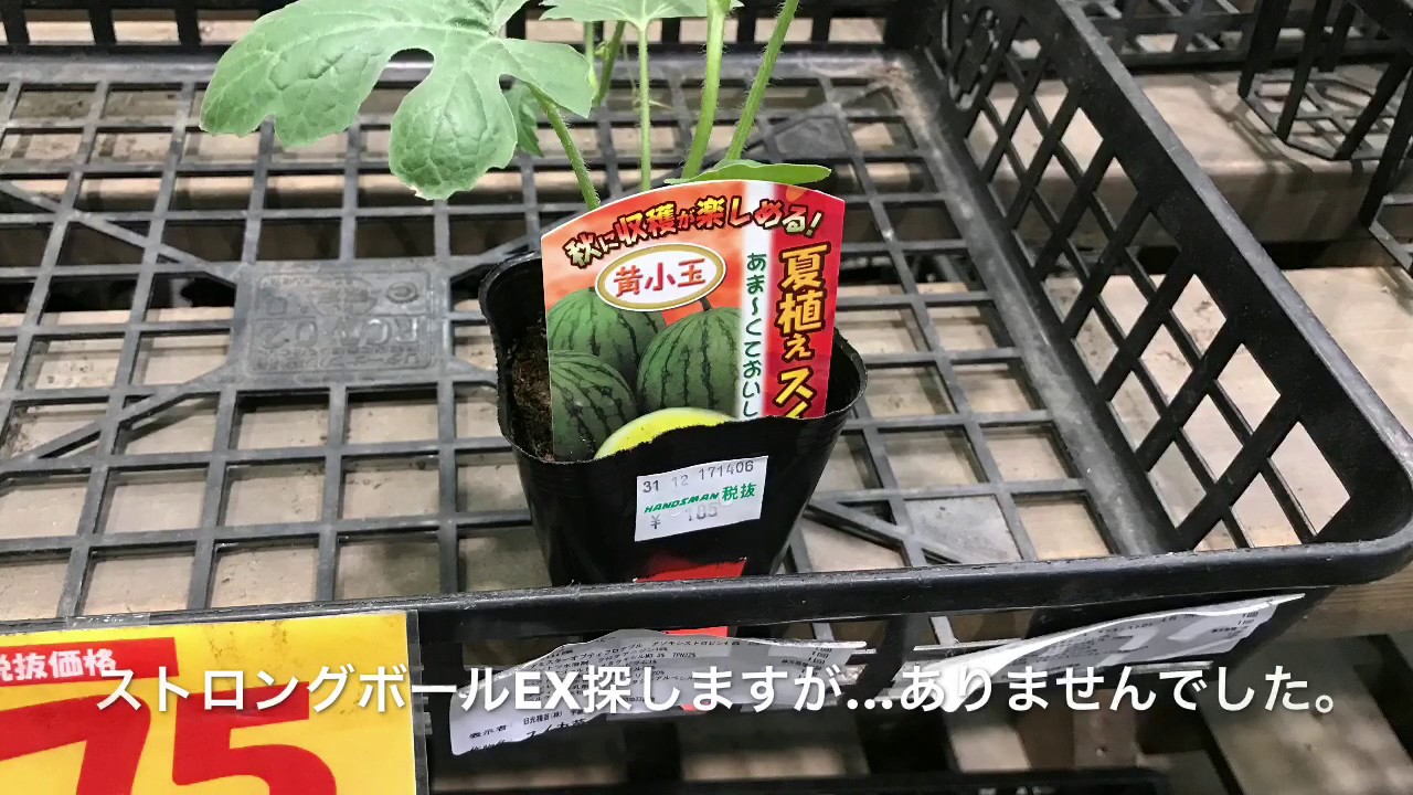 動画で家庭菜園『まだ間に合うかも？夏植え用のスイカをさがすぞ！