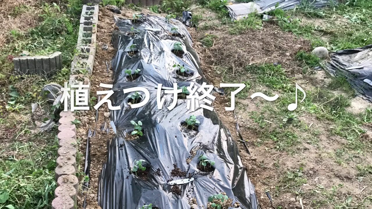 動画で家庭菜園『オクラの植えつけ』いよいよ植え付け作業も終盤です。