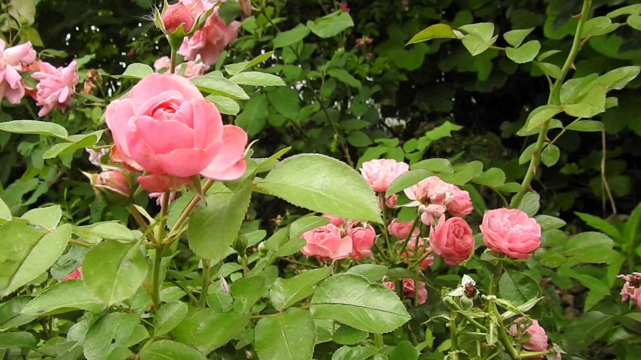 バラ（レオナルド・ダビンチ）　家庭菜園