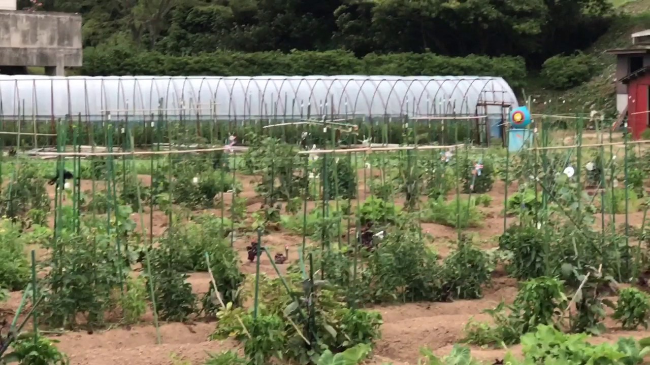 動画で家庭菜園　人の畑が見てみたい！『夏の市民農園』