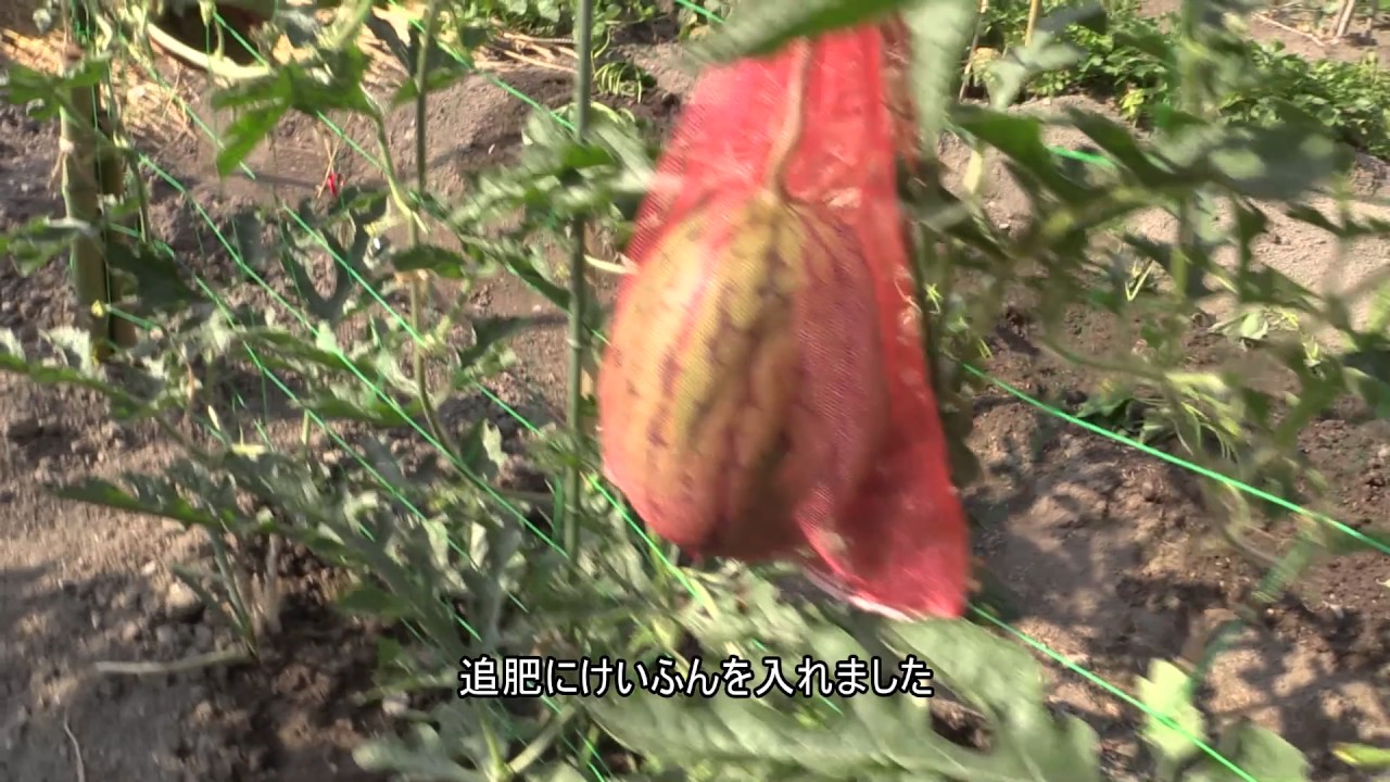 我が家の家庭菜園Ｎｏ２