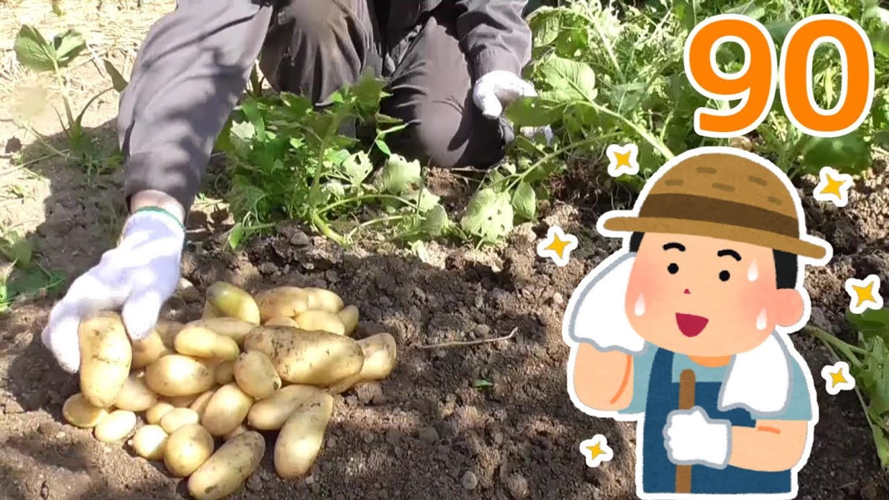 【家庭菜園#90】ニンニク＆春ジャガイモの収穫！夏に向けて葉ネギの植え付け！