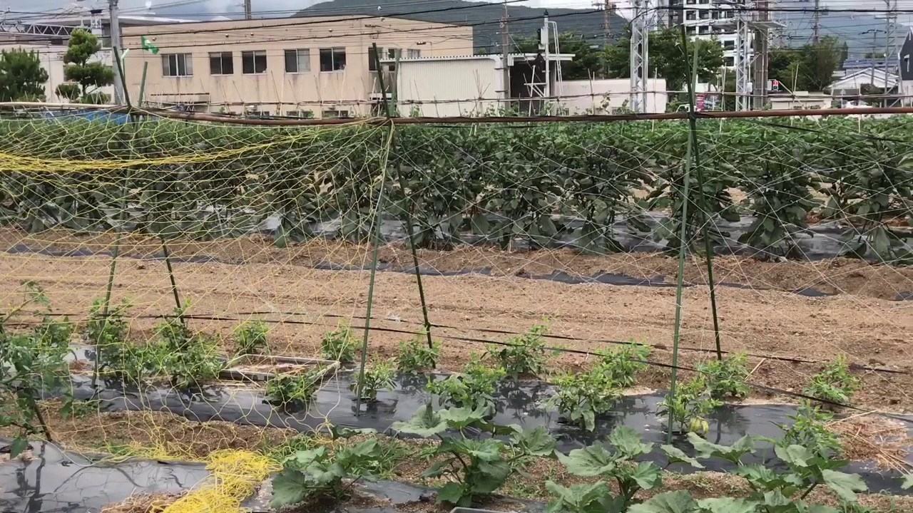 動画で家庭菜園　人の畑が見てみたい！『かなり高レベルな菜園』