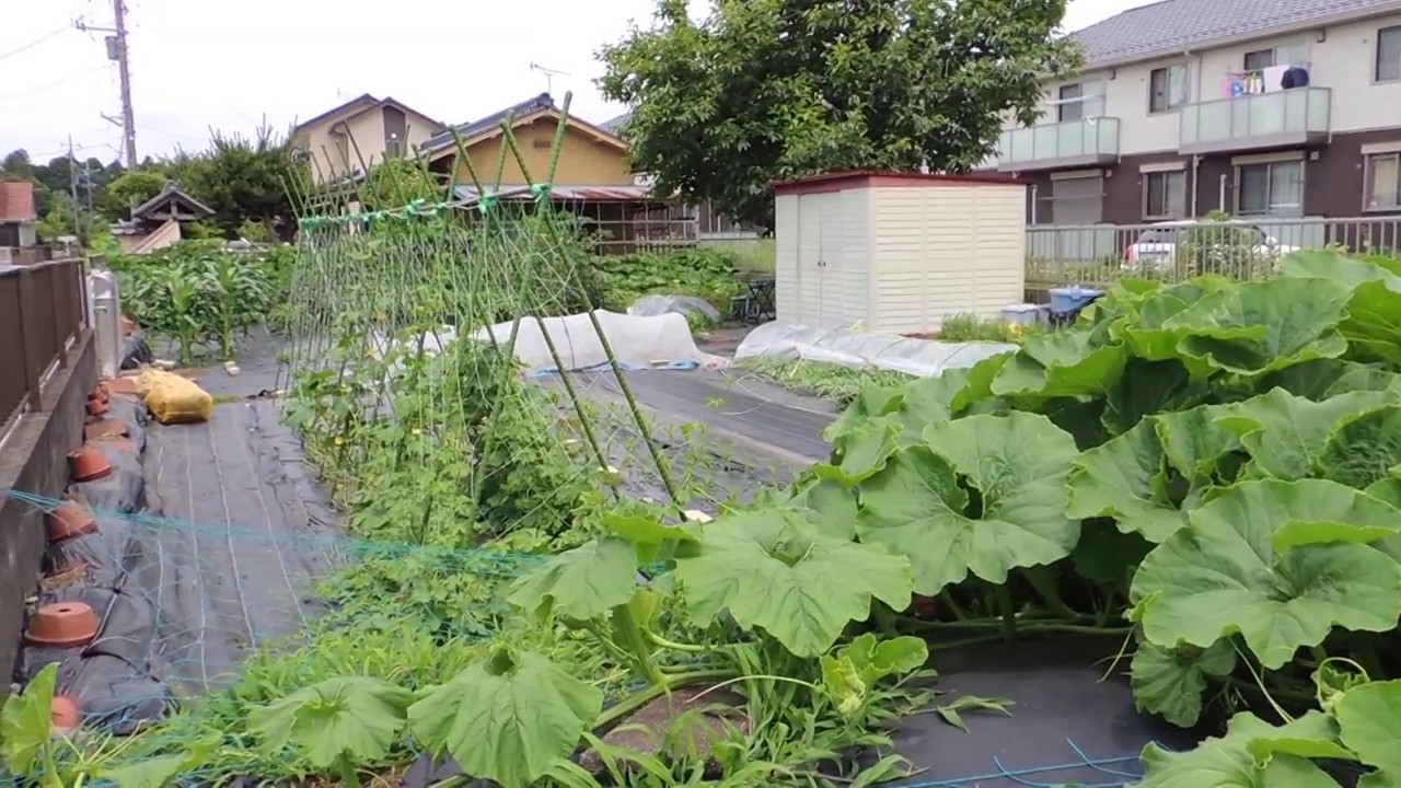 家庭菜園：夏野菜の生育状況＜カボチャが今年も大繁茂＞2017年6月24日