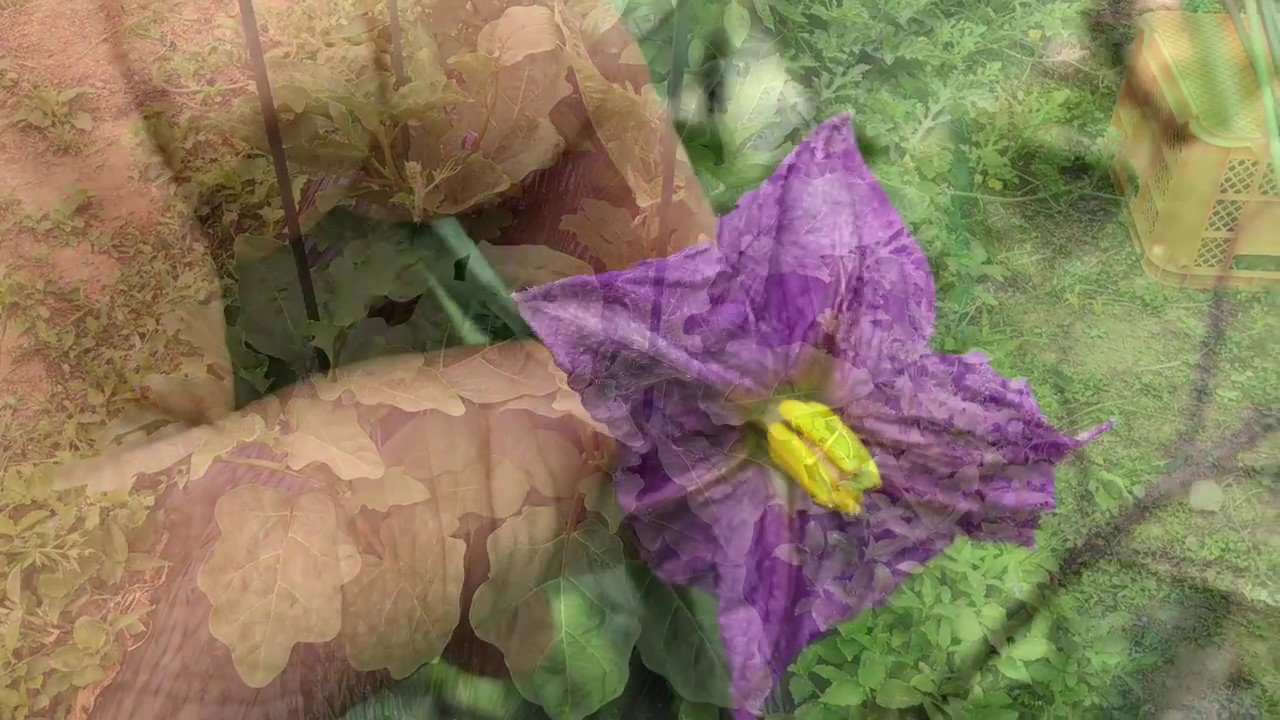 動画で家庭菜園『白ナスの花は白いのか？』普通のナスと白ナスを比べてみました。