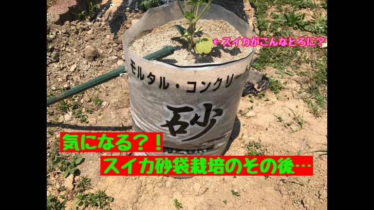 動画で家庭菜園 気になるスイカの砂袋栽培 植えつけから5日目 とれた Toreta Net