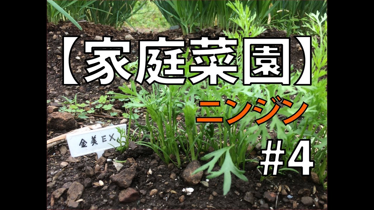 【家庭菜園】ニンジン #4