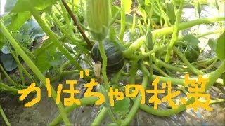 家庭菜園2017年　いんげん・きゅうり・トマト・枝豆・スイカ・かぼちゃ現況