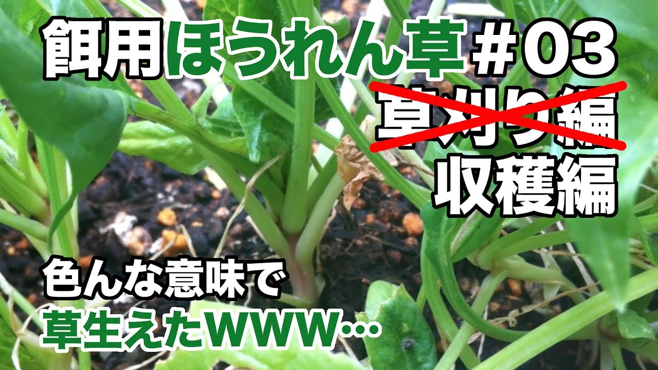 【家庭菜園】餌用ほうれん草＃03　収穫編／【Home garden】 Feed spinach＃03　Harvest