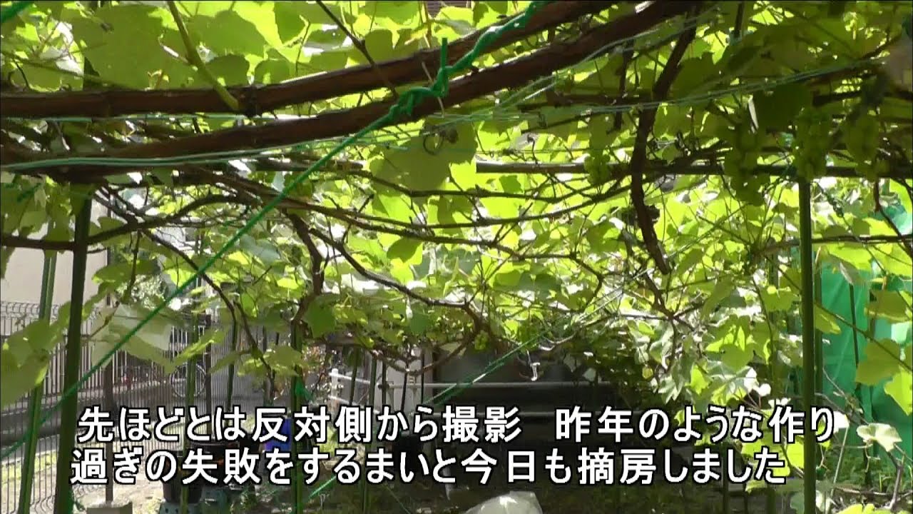 家庭菜園（111）　ブドウの房を今日も摘房、そして新しいいくつかの茎のブドウ棚への誘引作業