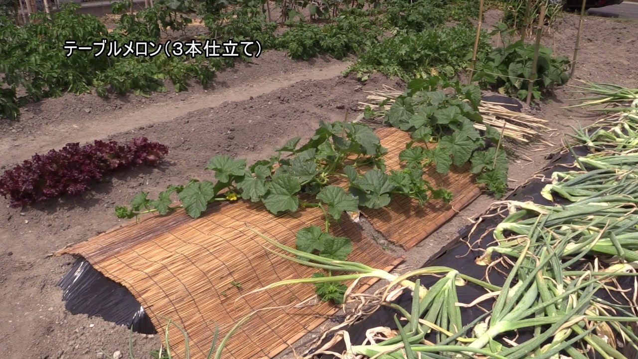 メロンが食べたい（我が家の家庭菜園）