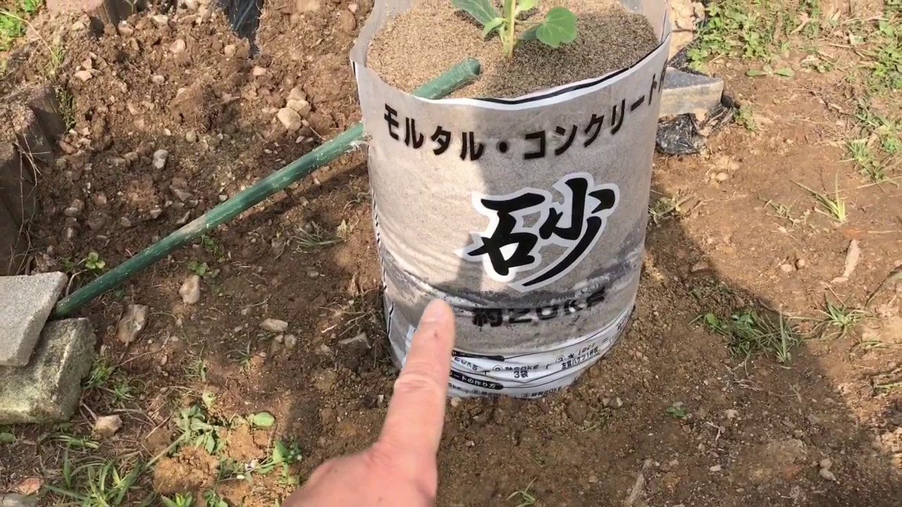 動画で家庭菜園『スイカの砂袋栽培（植えつけ編）』