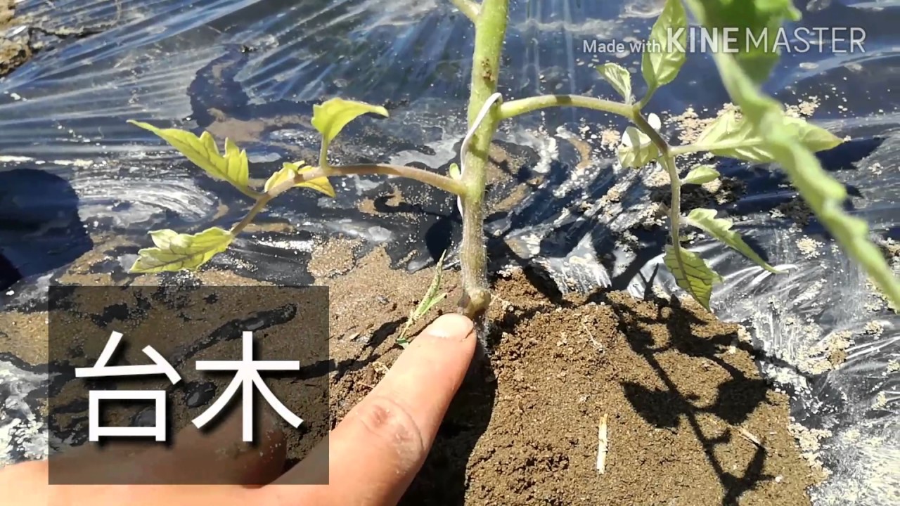 【家庭菜園】定植作業【トマト】