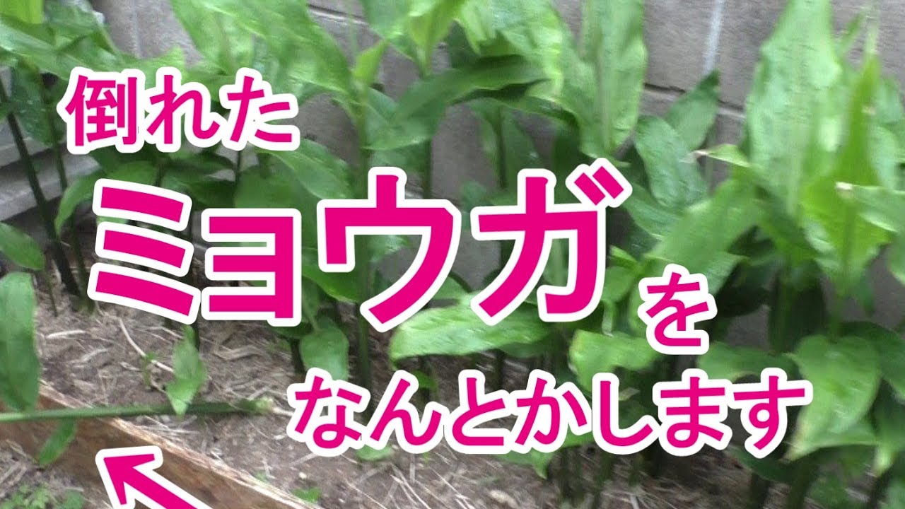 【家庭菜園】ミョウガ成長記録　Part 2 植替えから１ヶ月