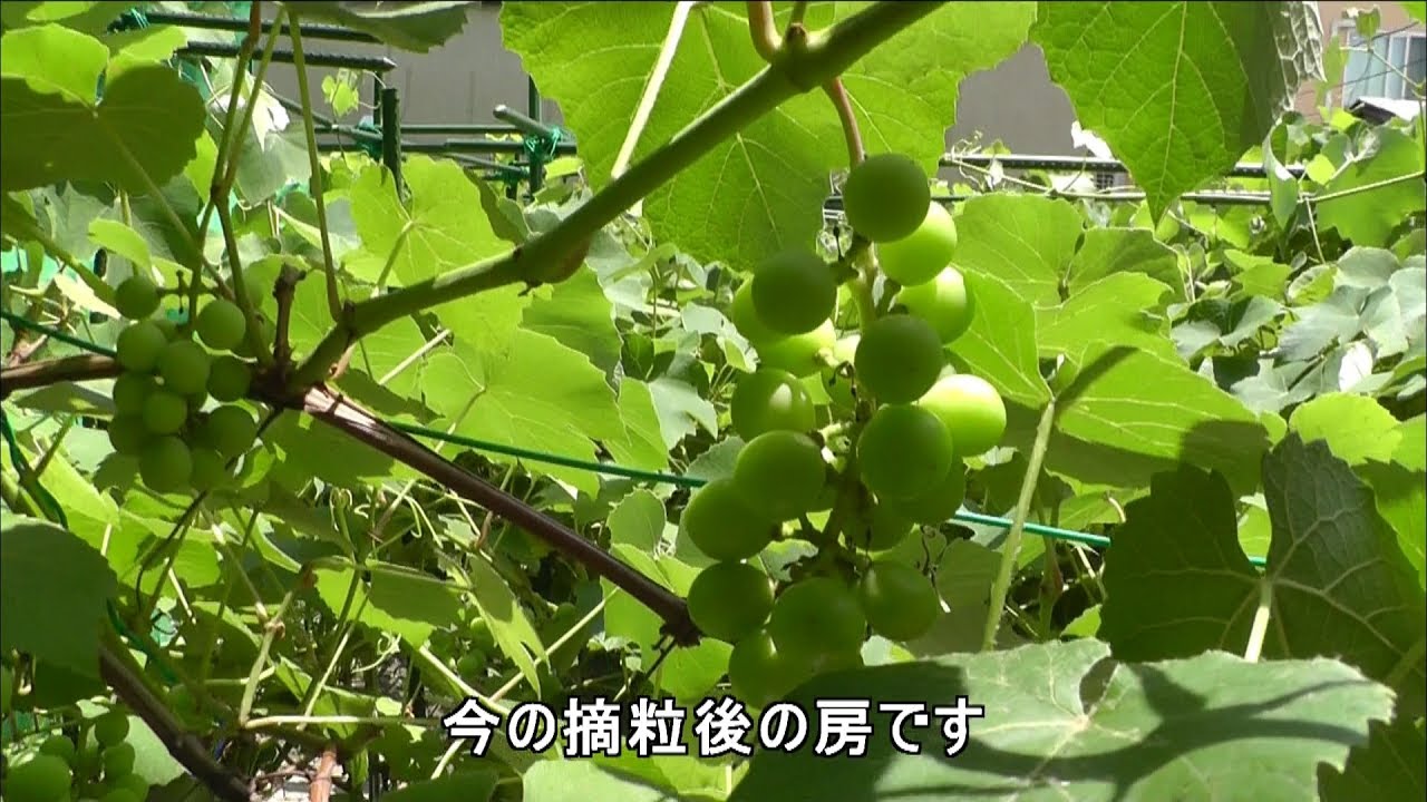 家庭菜園（108）　窓側寄り箇所一帯のブドウを摘粒