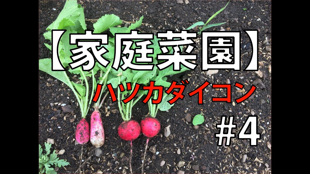 【家庭菜園】ハツカダイコン #4