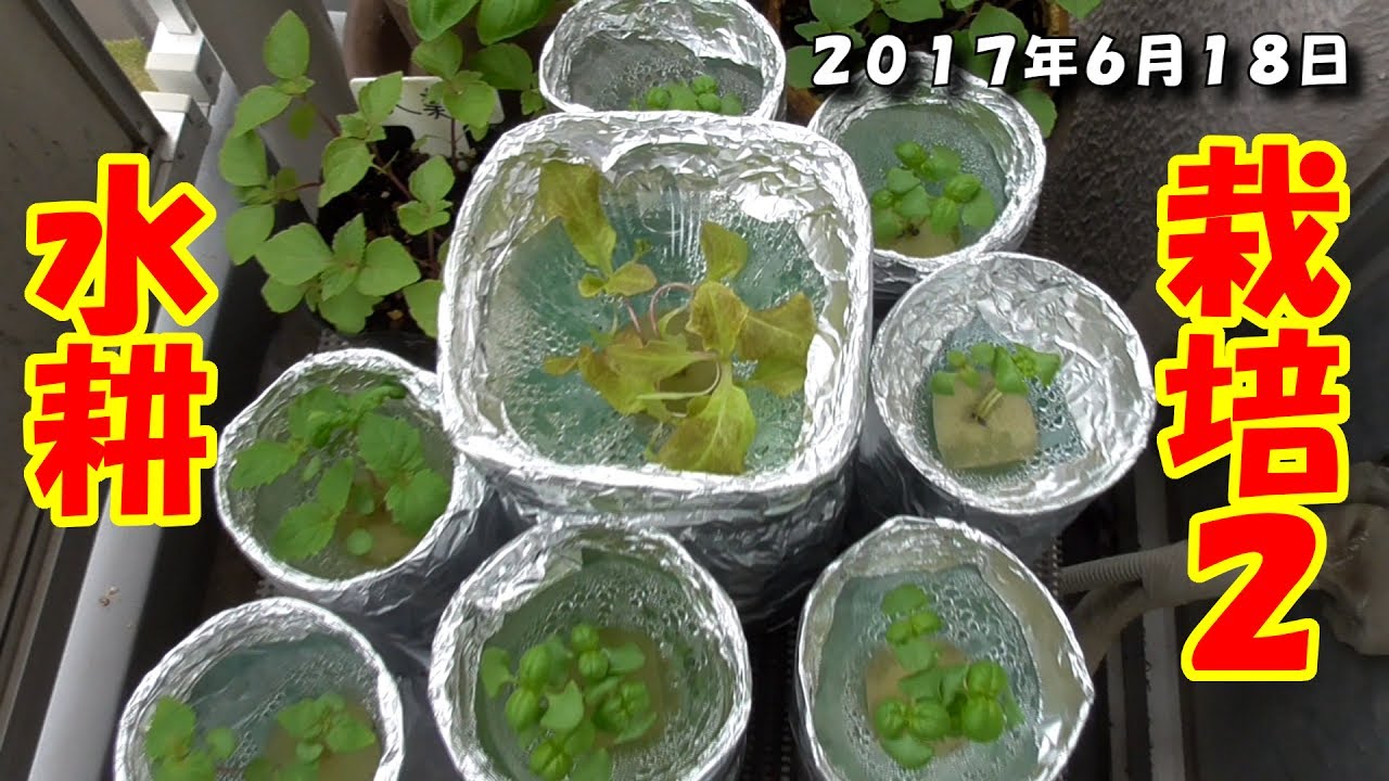 【園芸、家庭菜園】ガーデニング初心者が始める水耕栽培2 植え付け編