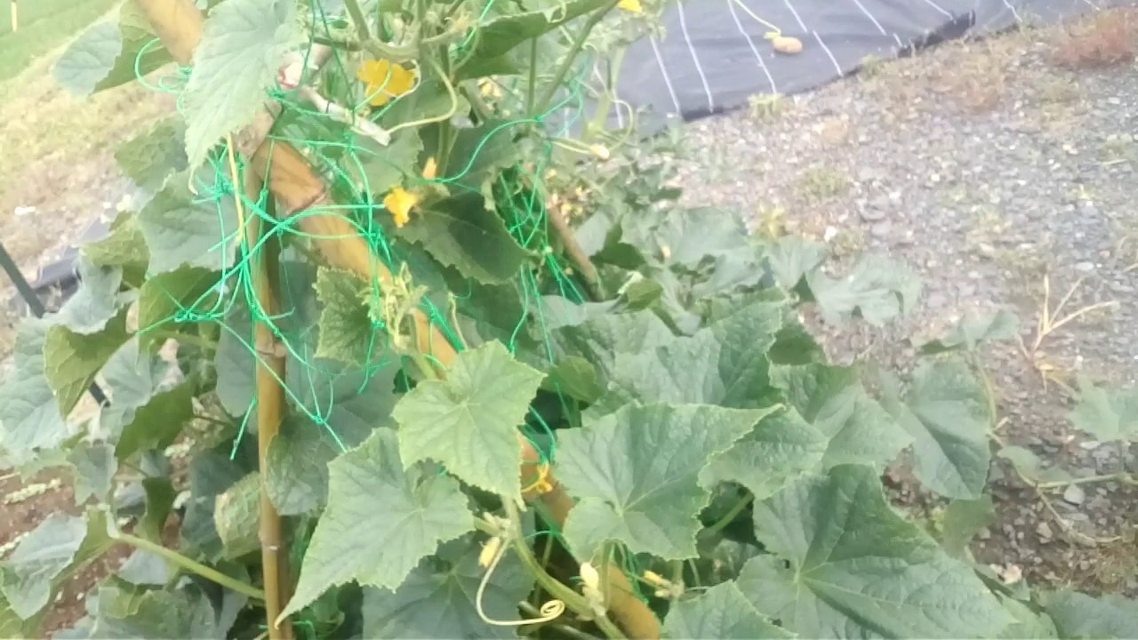 家庭菜園　キュウリ　沢山