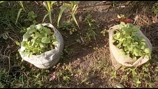 20170623 家庭菜園はアイデアの楽しみ