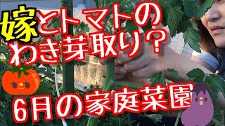 【家庭菜園】トマトのわき芽取りや、茄子、ピーマン、きゅうりの状況^_^ わからないけど少しずつお手入れ笑