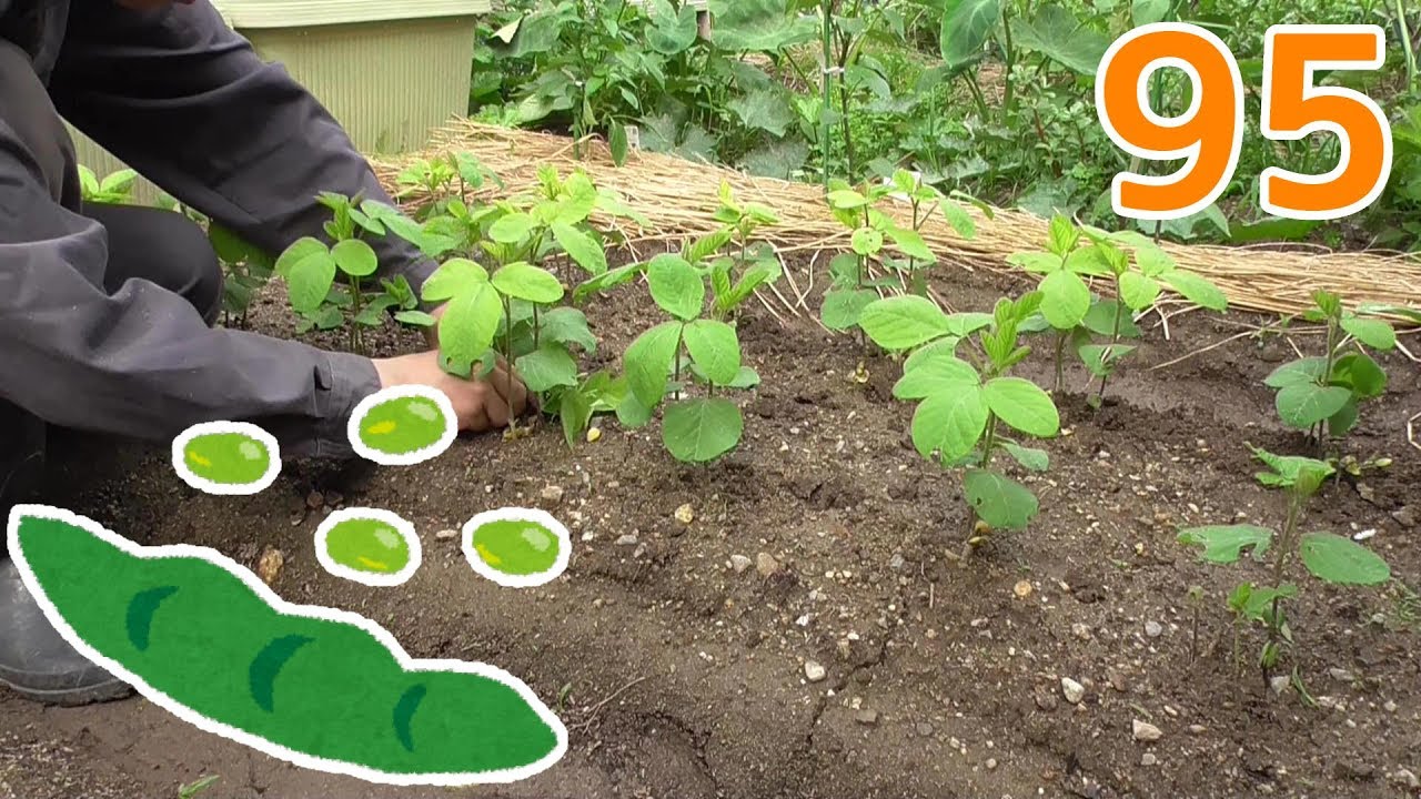 【家庭菜園#95】梅雨真っ只中！スイカの追肥とエダマメの間引き！