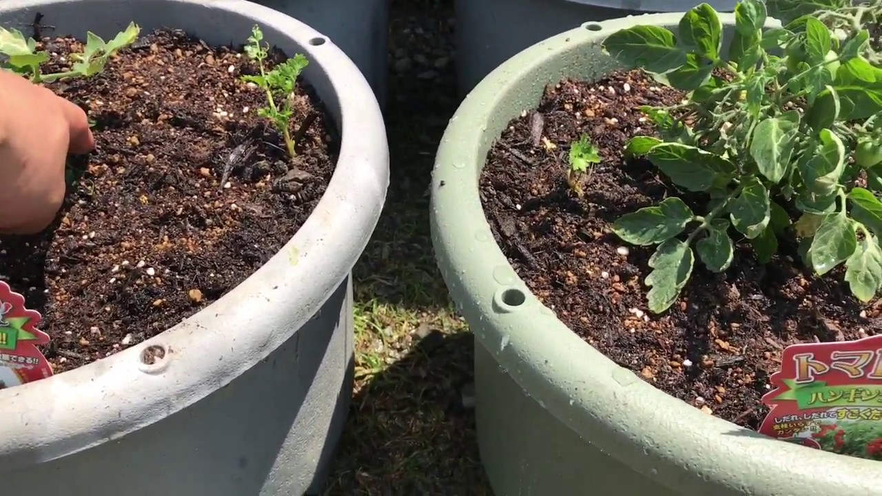 動画で家庭菜園『ハンキングトマトの植え替え』