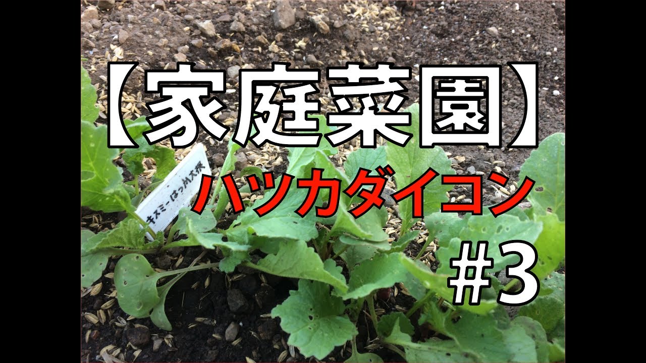 【家庭菜園】ハツカダイコン #3