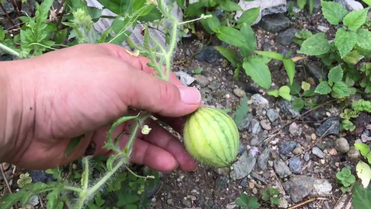 動画で家庭菜園『夏植えスイカで砂袋栽培の定期報告です…』Ｈ29.7.29