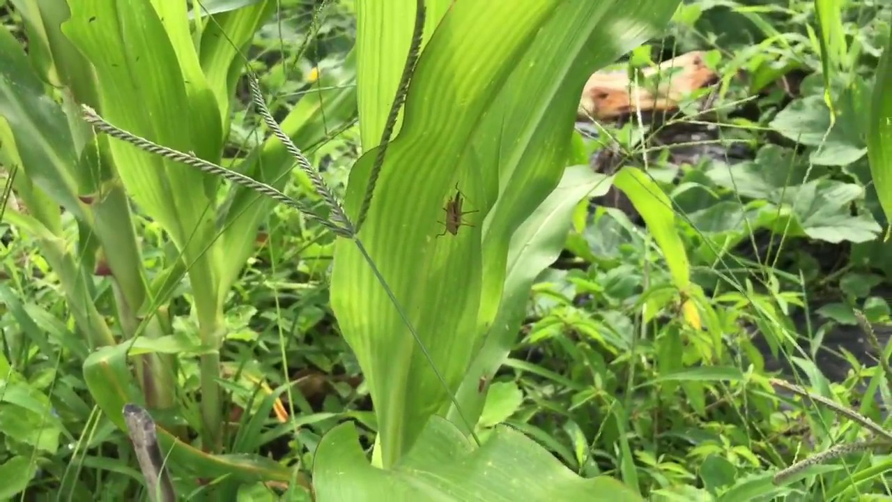 動画で家庭菜園　隣の畑が見てみたい！『栗の木、トウモロコシの垣根がある風景…』Ｈ29.7.23