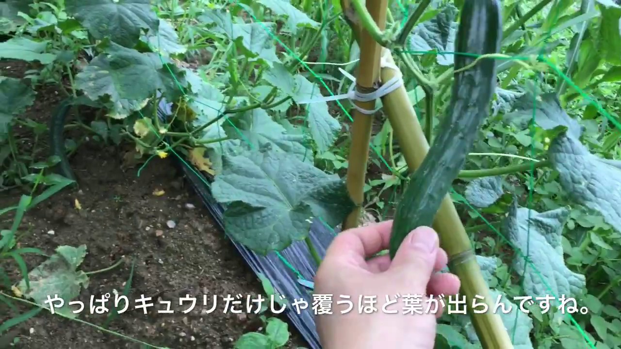 動画で家庭菜園『緑のトンネルにツルムラサキを追加します。』