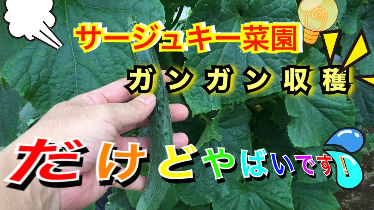 【家庭菜園】　夏野菜ガンガン収穫！　なす、トマト、キュウリ、ピーマン！一番楽しみな枝豆がヤバいことになってしまいました泣