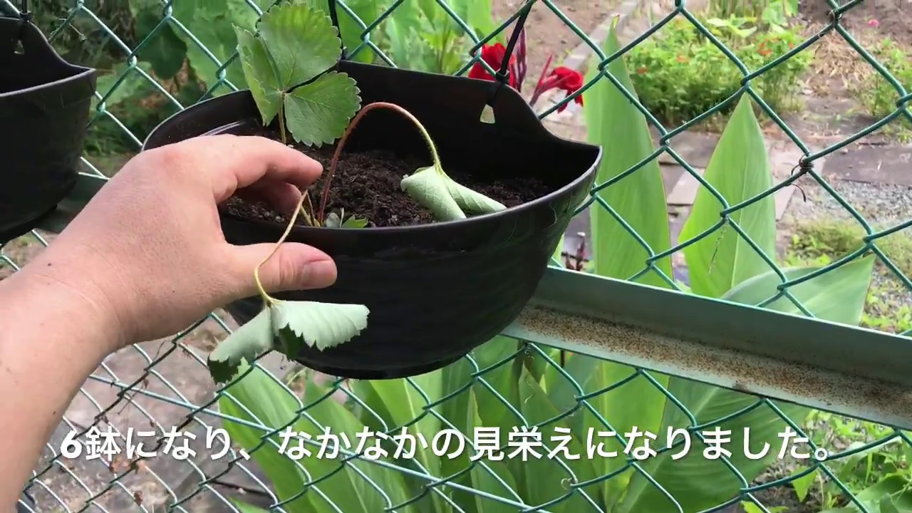 動画で家庭菜園『四季なりイチゴを簡単に殖やす！その２』Ｈ29.7.17