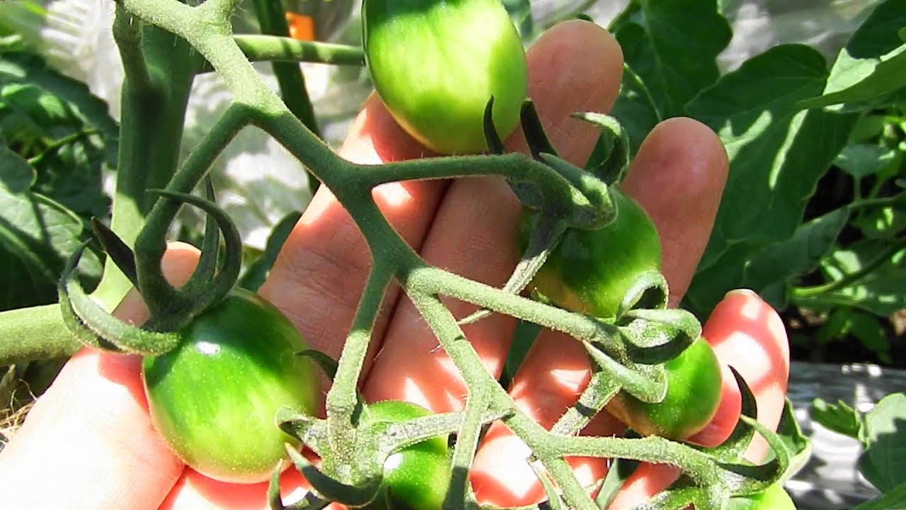 いわちゃんの家庭菜園2017年6月10日　7種の有機トマトの栽培Part1(BGMなしバージョン）