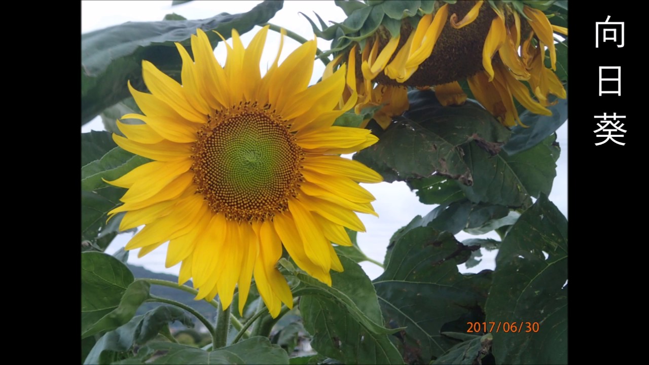 家庭菜園の野菜たち　2017年6月30日