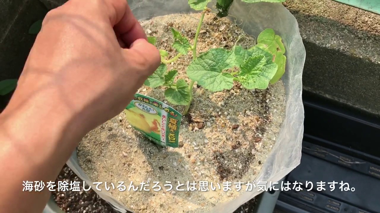 動画で家庭菜園『スイカとメロン…プランターで砂袋栽培の定期報告です…』Ｈ29.7.28