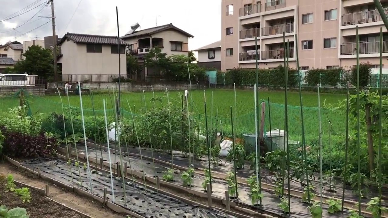 動画で家庭菜園　人の畑が見てみたい！『区画分けされた管理のしやすそうな畑』隣の田んぼでアルビノオタマジャクシを見つけ思わず興奮！！！