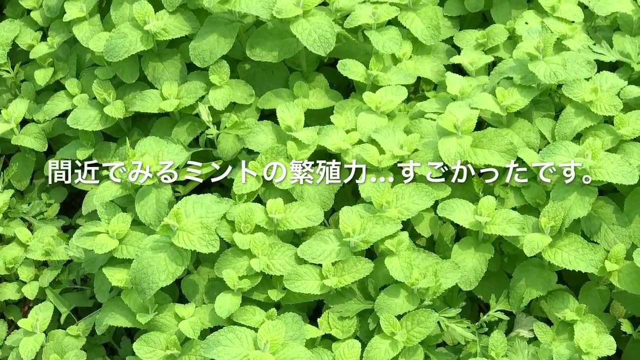 動画で家庭菜園　人の畑が見てみたい！『太宰府のふもと…親近感のわく菜園』Ｈ29.7.27