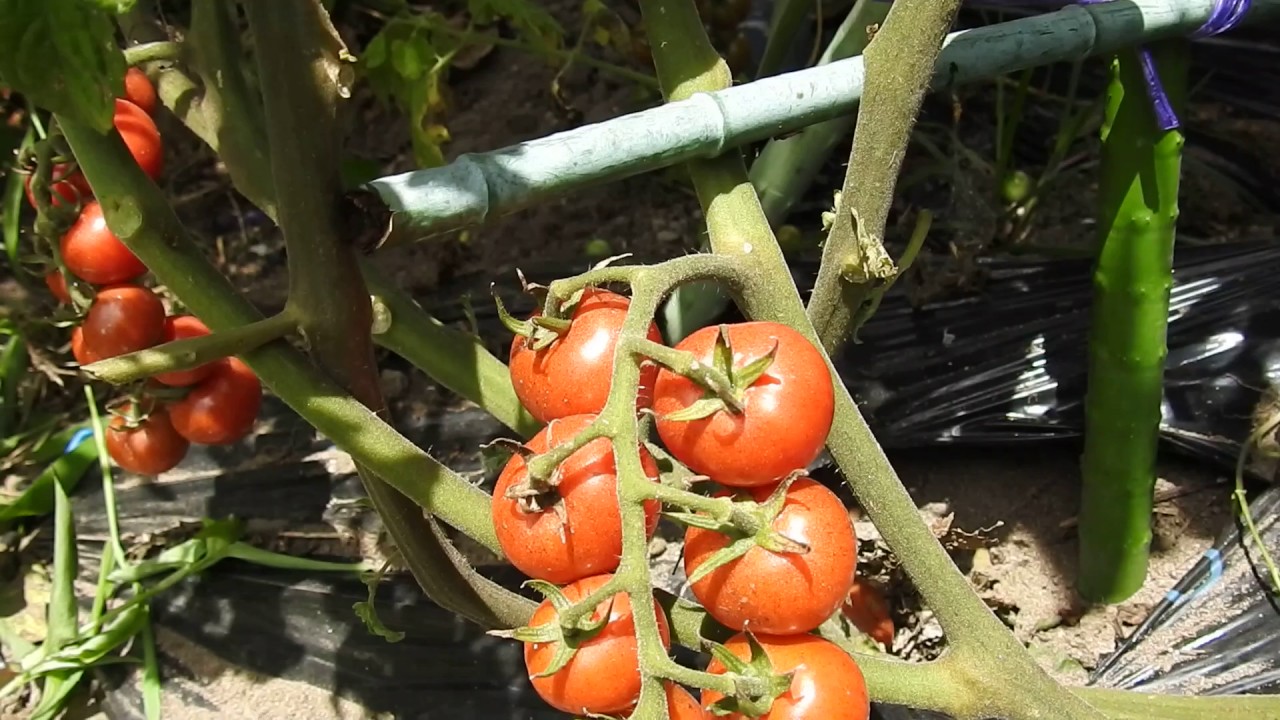 ミニトマト　初収穫　家庭菜園