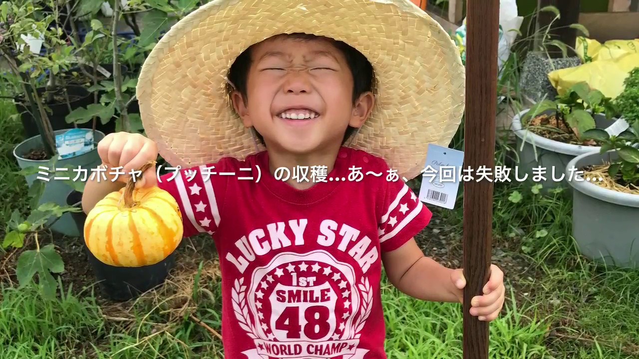 動画で家庭菜園『ミニカボチャ(プッチーニ)の収穫…あ～ぁ、今回は失敗しました…』Ｈ29.7.21