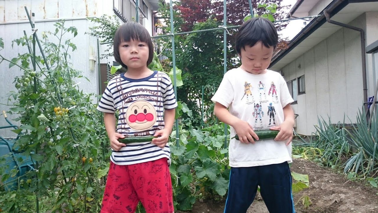 【4歳児】家庭菜園 野菜の収穫 きゅうり (^^)(^^)