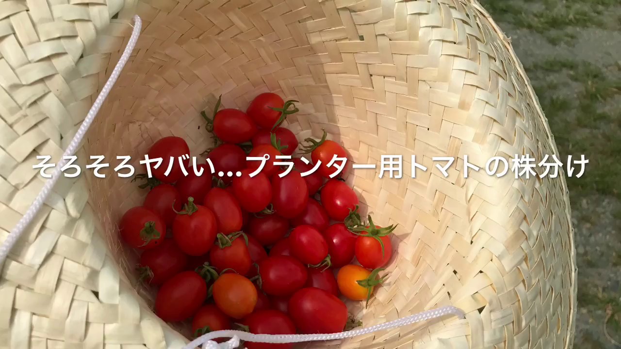 動画で家庭菜園『そろそろヤバい…プランター用トマトの株分け』Ｈ29.7.28