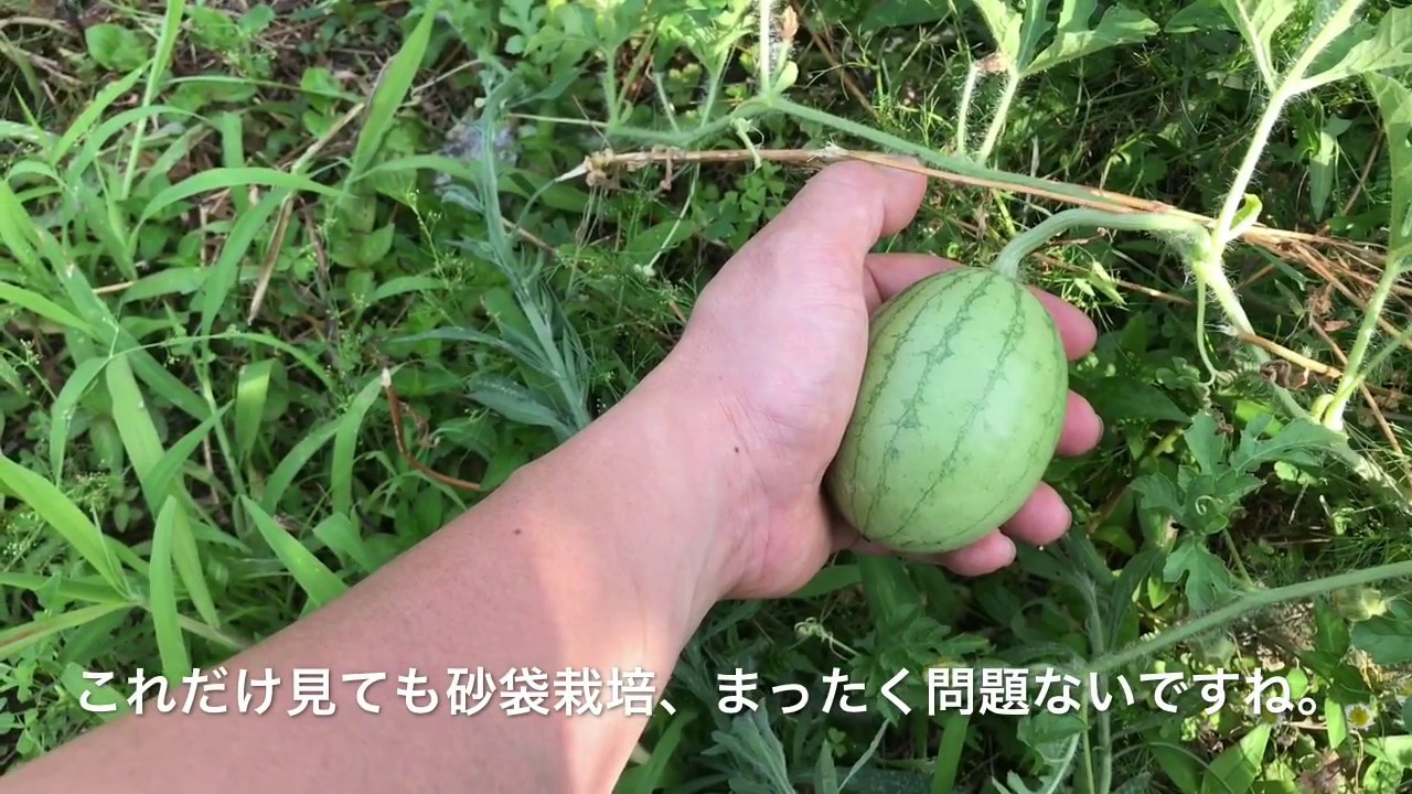 動画で家庭菜園『夏植えスイカの砂袋栽培…定期報告、一番果確認しました！』Ｈ29.7.15