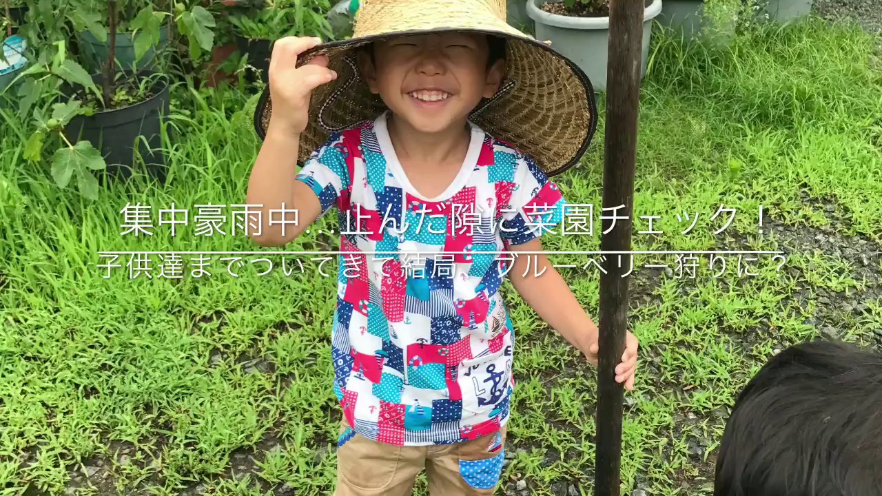 動画で家庭菜園『集中豪雨中…止んだ隙に菜園チェック！』子供達までついてきて結局、ブルーベリー狩りに？　Ｈ29.7.6