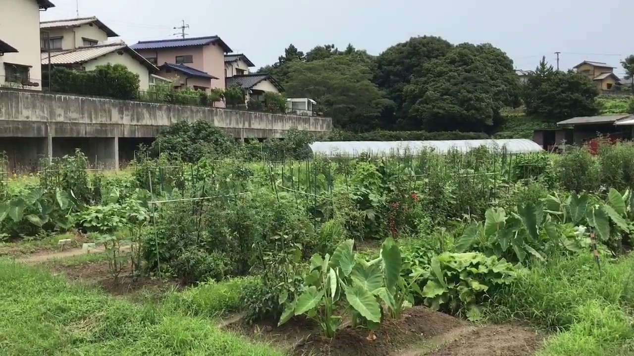 動画で家庭菜園　人の畑が見てみたい！『市民農園再び…プロの指導でどの野菜も絶好調です…』Ｈ29.7.26