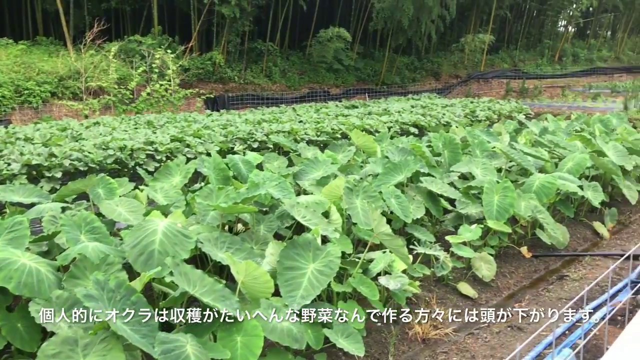 動画で家庭菜園　人の畑が見てみたい！『オクラとサトイモ…プロの仕立て』