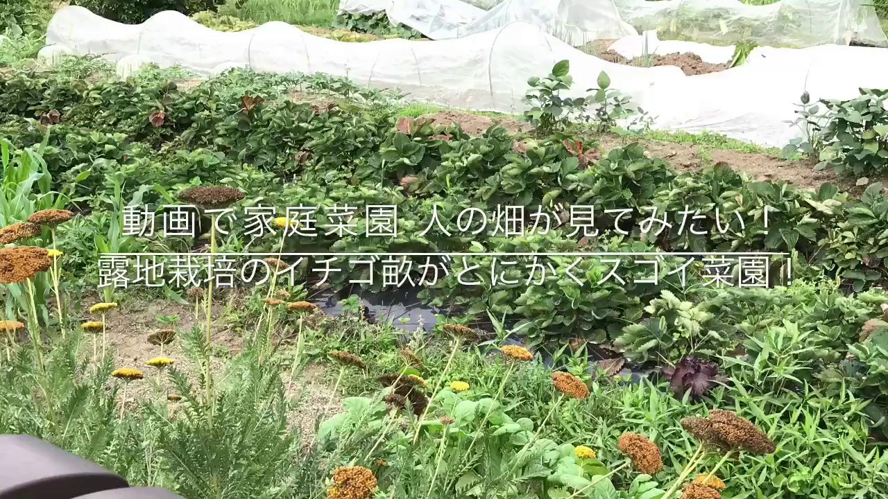 動画で家庭菜園　人の畑が見てみたい！『露地栽培のイチゴ畝がとにかくスゴイ菜園！』Ｈ29.7.14