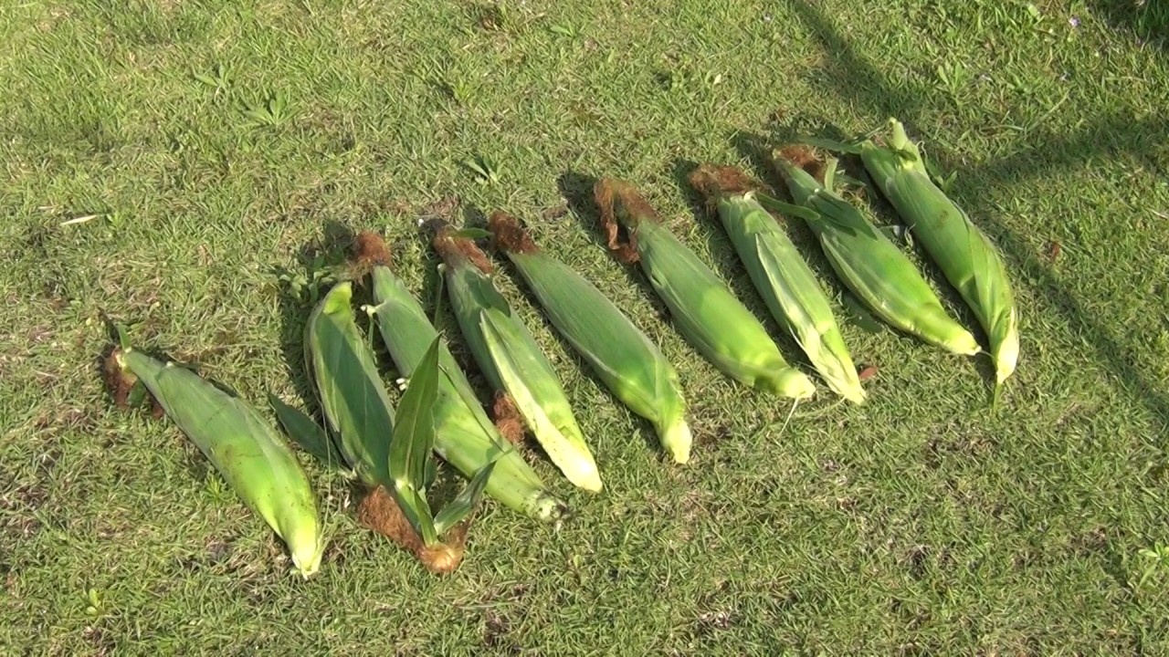 家庭菜園　トウモロコシ、ニガウリ栽培日記　13