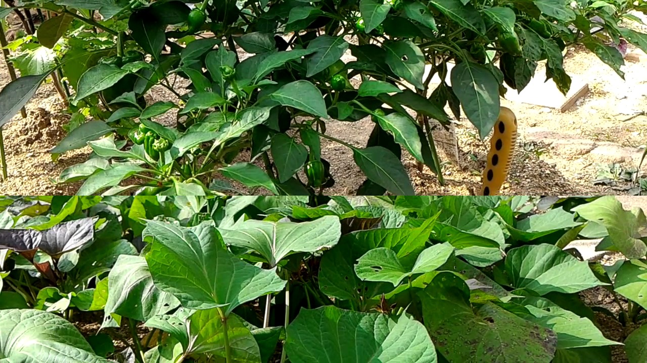 小さな家庭菜園　20170714