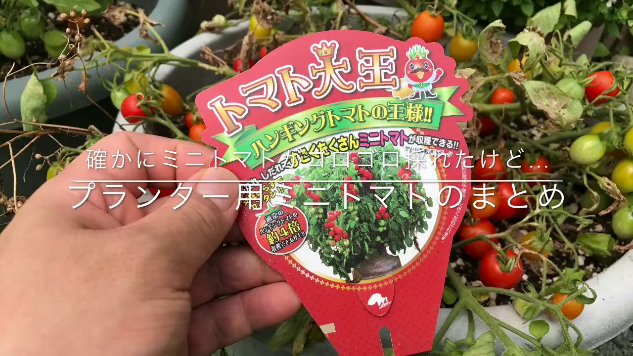 動画で家庭菜園『確かにミニトマトがゴロゴロ採れたけど…プランター用ミニトマトのまとめ』H29.7.24
