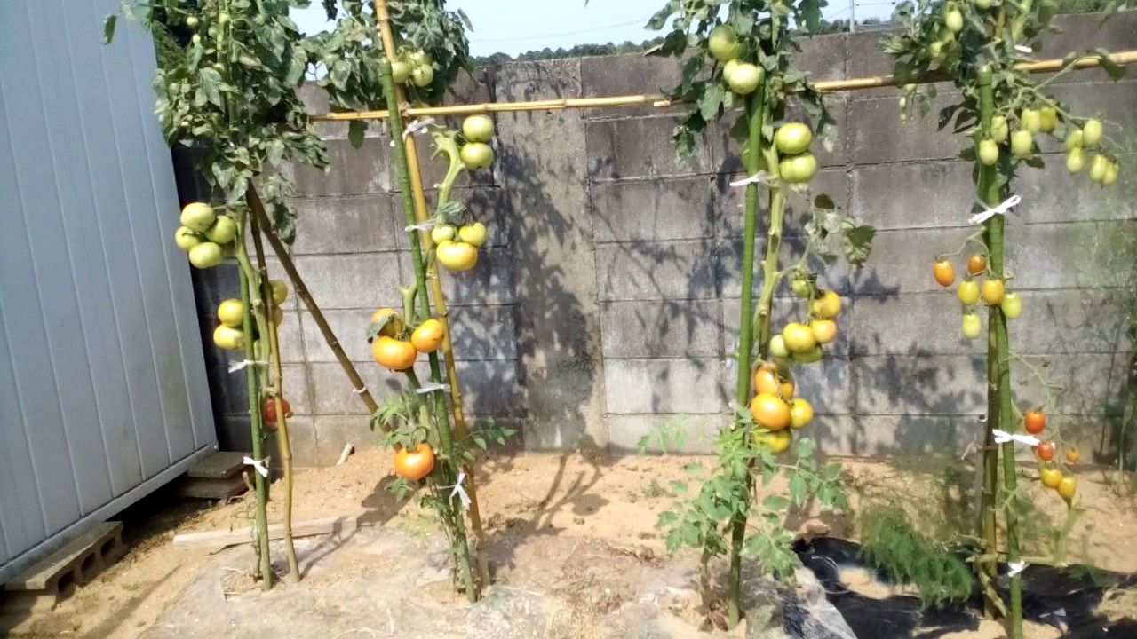 家庭菜園　トマト